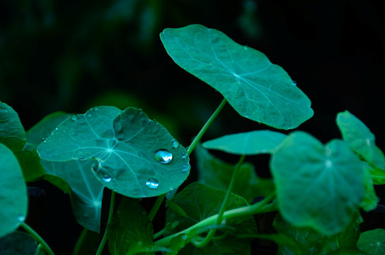 雨中叶子