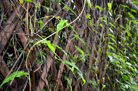 栅栏 绿植 绿叶 树叶