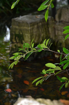 溪水 山水 石头 流水 绿色植