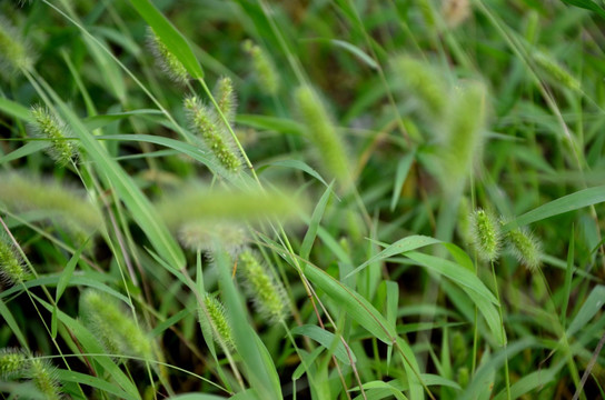 狗尾巴草 狗尾草  绿狗尾草