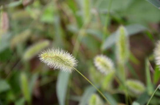 狗尾巴草 狗尾草  绿狗尾草