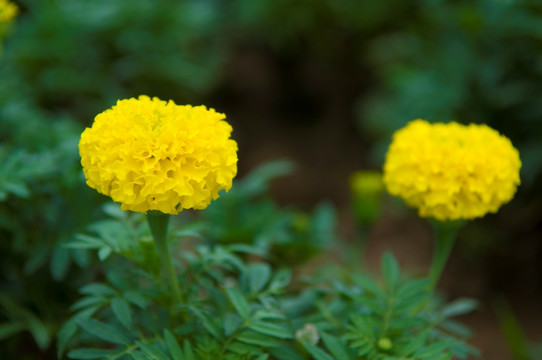 非洲菊