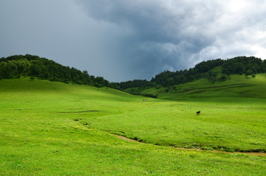 关山牧场