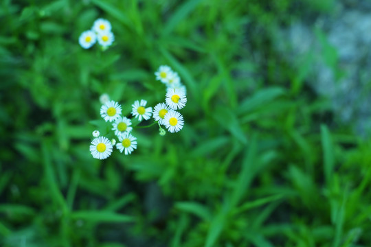 太阳花