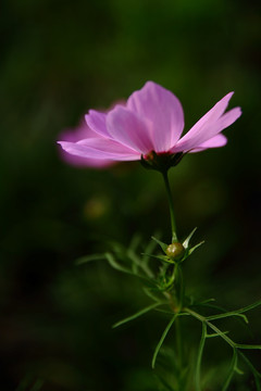 格桑花