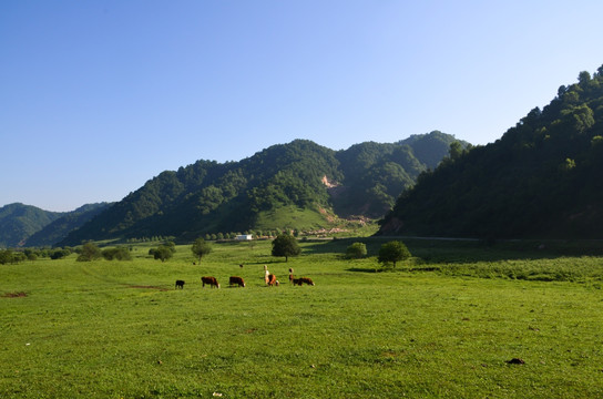 美丽的草原牧场