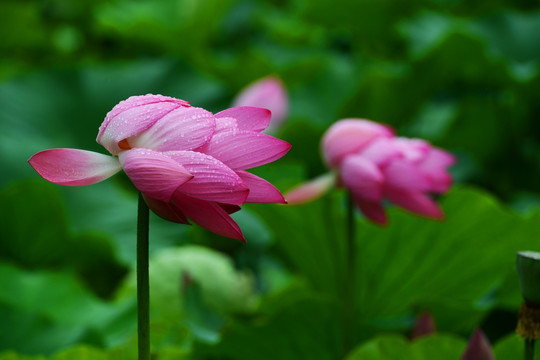 雨中荷花别样美