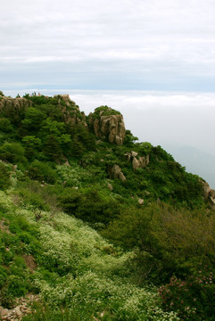 泰山 云海  泰山云海 山脉