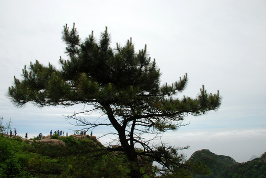 泰山 迎客松