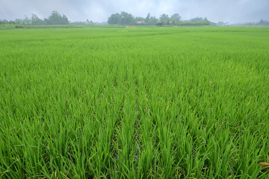 成都平原稻田水稻