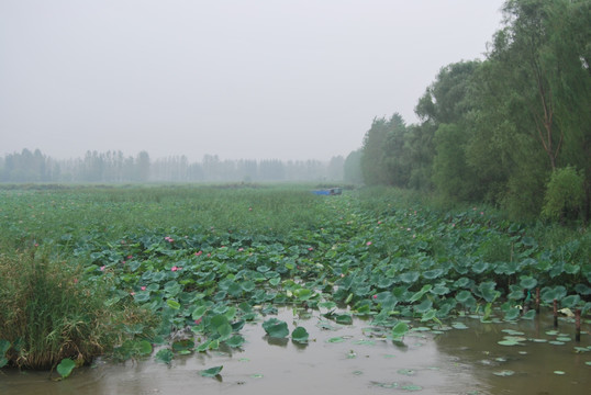 山东 微山湖 景致