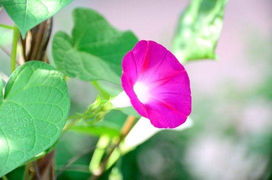 圆叶牵牛花