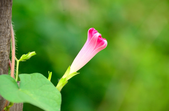 圆叶牵牛花