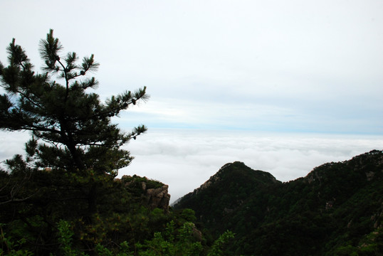 泰山 云海 泰山云海