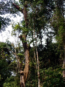 热带雨林植物群落