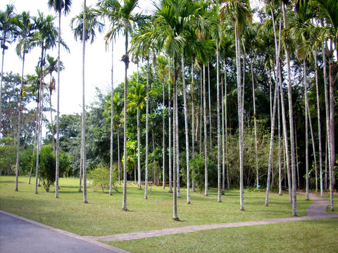 热带风光 槟榔树