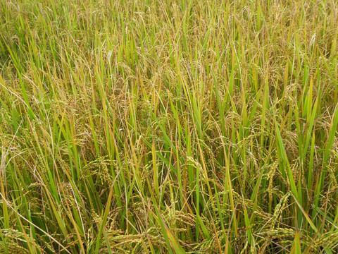 农作物 水稻
