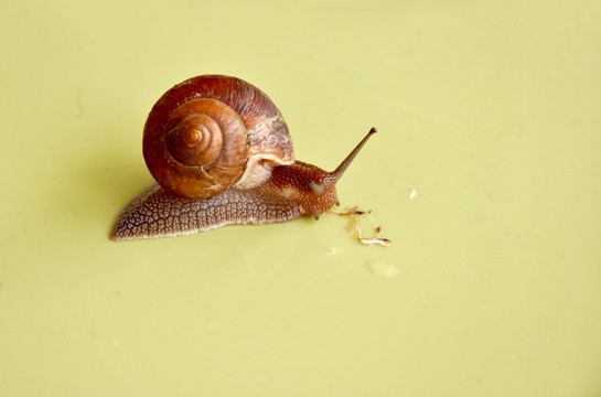 蜗牛