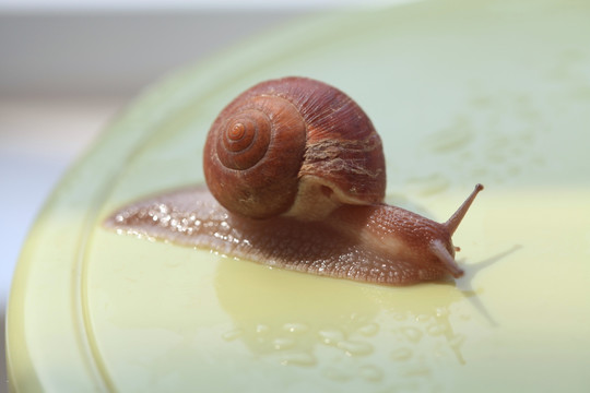 蜗牛