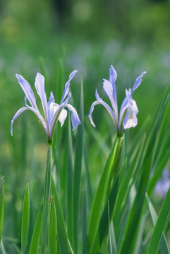 马兰花