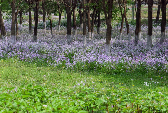 树林 紫花