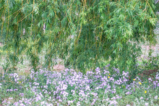 树林 紫花