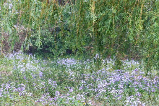 树林 紫花