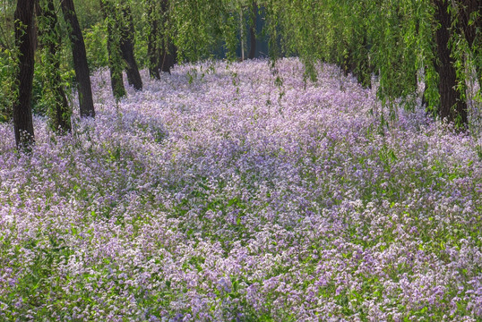 树林 紫花