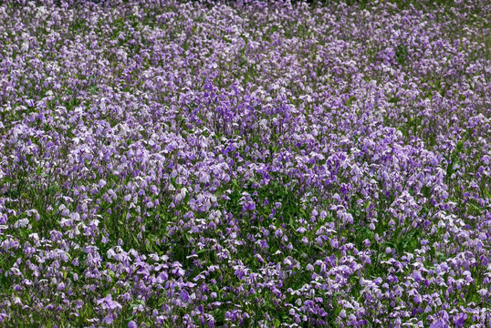 紫色 野花