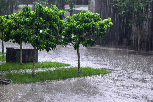 下雨天 树木