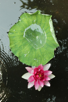 荷花