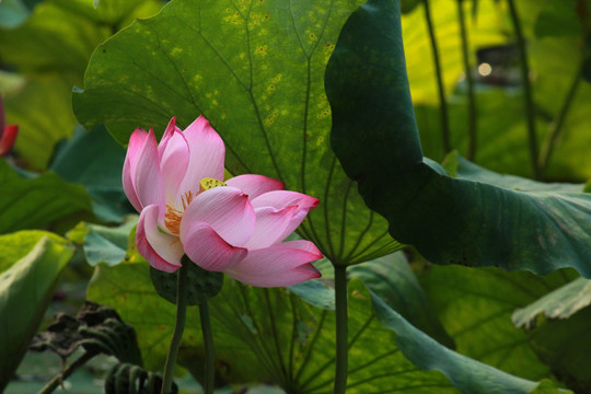 荷花