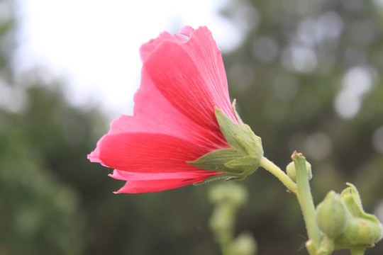 蜀葵