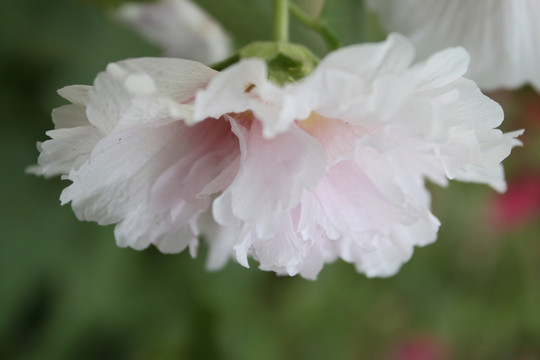 蜀葵