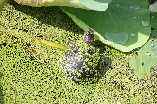 小乌龟 池塘
