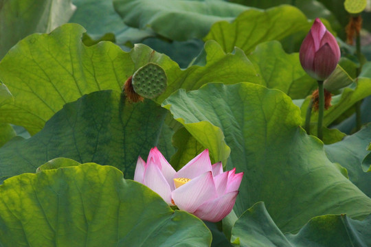 荷花