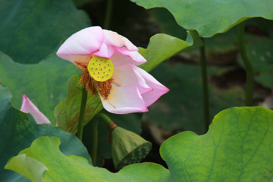 残花