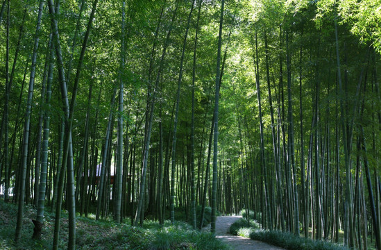 竹林