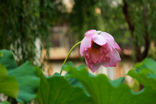 荷花