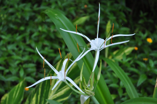 蜘蛛兰 兰花