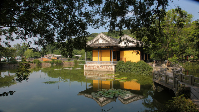 大树