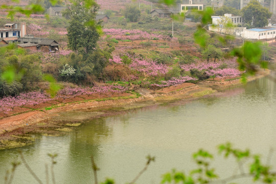 成都龙泉桃花沟