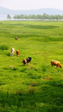 牛羊等原生态风景
