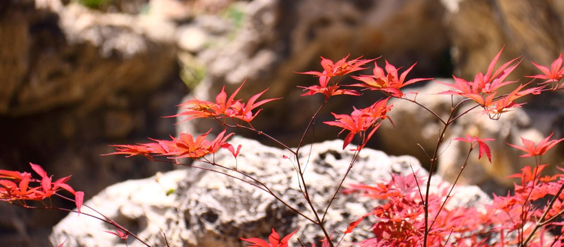 红叶和山石