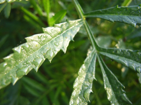 雨后的叶子