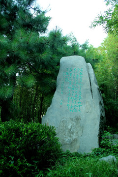 翠竹 竹林