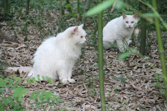 竹林白猫 猫咪