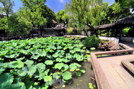 苏州拙政园夏景