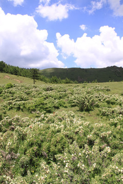 高山植被