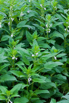 芝麻植株